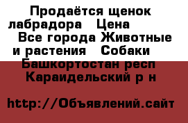 Продаётся щенок лабрадора › Цена ­ 30 000 - Все города Животные и растения » Собаки   . Башкортостан респ.,Караидельский р-н